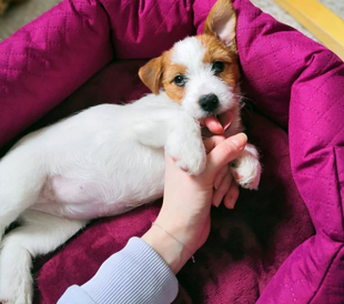 A puppy of Jack Russell Terrier