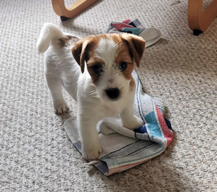 Ein Welpe von Jack Russell Terrier