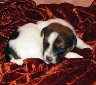 Un cucciolo di Jack Russell Terrier