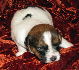 A puppy from the kennel Armonia Canina