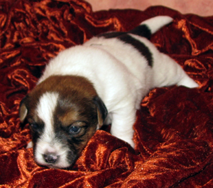 A puppy from the kennel Armonia Canina