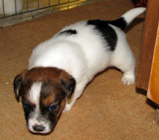 Jack Russell Terrier puppy