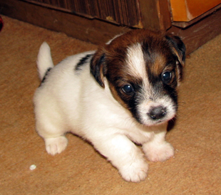 A puppy from the kennel Armonia Canina