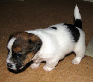 Jack Russell Terrier puppy