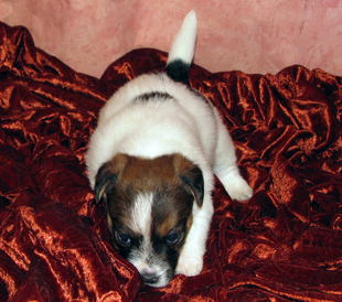 A puppy from the kennel Armonia Canina