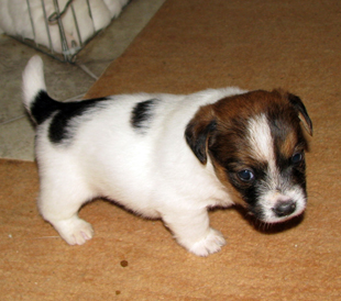 Štěně Jack Russell teriéra