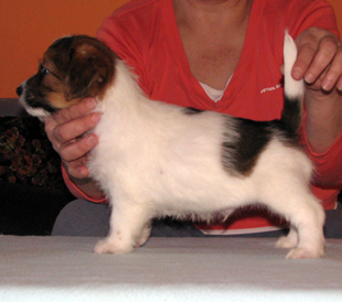 Jack Russell Terrier puppy