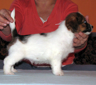 A puppy from the kennel Armonia Canina