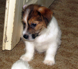 A puppy of Jack Russell Terrier