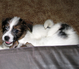 A puppy of Jack Russell Terrier