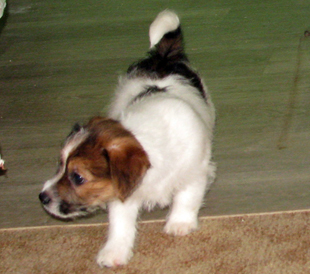 A puppy from the kennel Armonia Canina