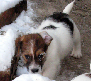 A puppy from the kennel Armonia Canina