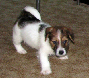 A puppy from the kennel Armonia Canina