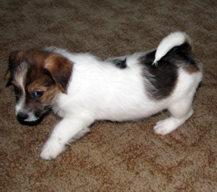 A puppy of Jack Russell Terrier