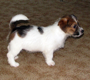 A puppy from the kennel Armonia Canina