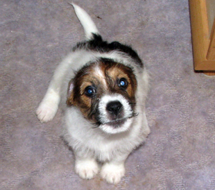 A puppy of Jack Russell Terrier