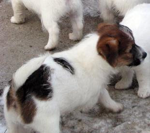 A puppy of Jack Russell Terrier