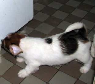 A puppy from the kennel Armonia Canina