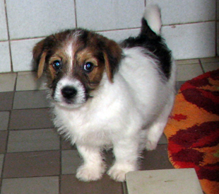 A puppy from the kennel Armonia Canina