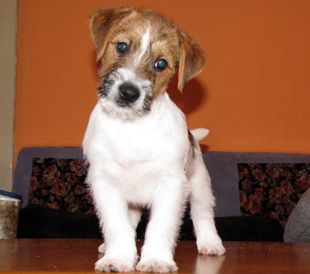 A puppy of Jack Russell Terrier