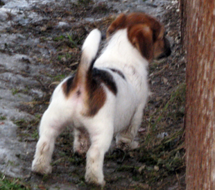 A puppy of Jack Russell Terrier