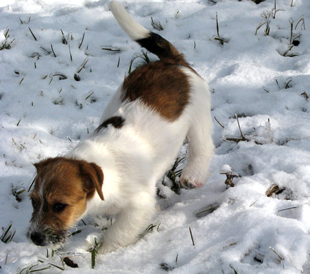 A puppy from the kennel Armonia Canina