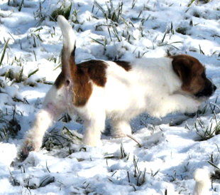 A puppy of Jack Russell Terrier