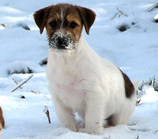 A puppy from the kennel Armonia Canina