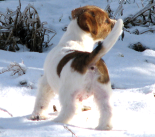 Kobi di Armonia Canina