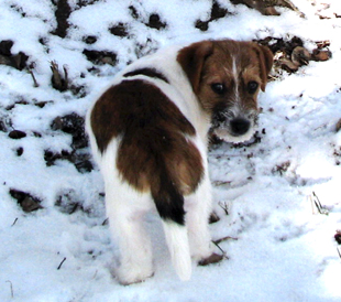 A puppy from the kennel Armonia Canina