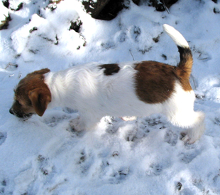 A puppy of Jack Russell Terrier