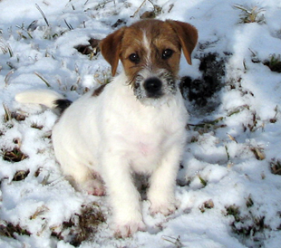 A puppy of Jack Russell Terrier