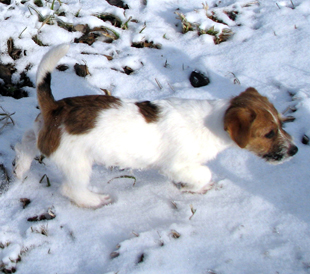 A puppy from the kennel Armonia Canina