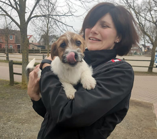 A puppy of Jack Russell Terrier