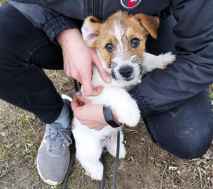 A puppy of Jack Russell Terrier