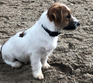 A puppy from the kennel Armonia Canina