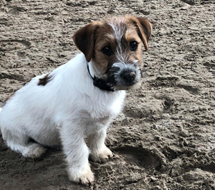 A puppy of Jack Russell Terrier