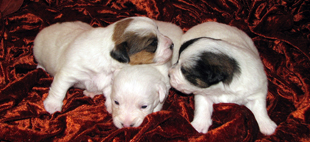 Puppies from the kennel Armonia Canina