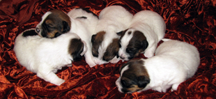 Puppies of Jack Russell Terrier