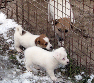 Puppies from the Armonia Canina kennel