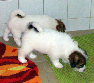 Puppies of Jack Russell Terrier