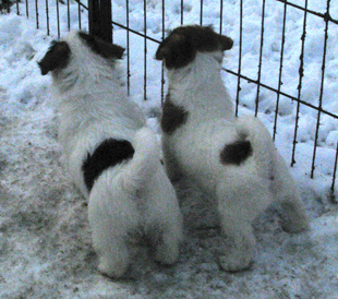 Puppies from the Armonia Canina kennel
