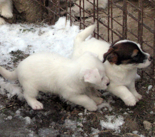 Puppies of Jack Russell Terrier