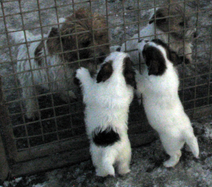 Cuccioli dell'allevamento Armonia Canina