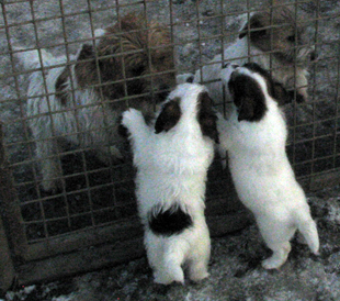 Welpen aus dem Zwinger Armonia Canina