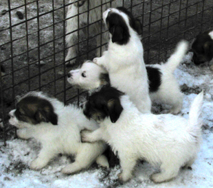Puppies from the kennel Armonia Canina