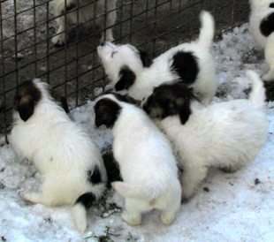 Puppies of Jack Russell Terrier