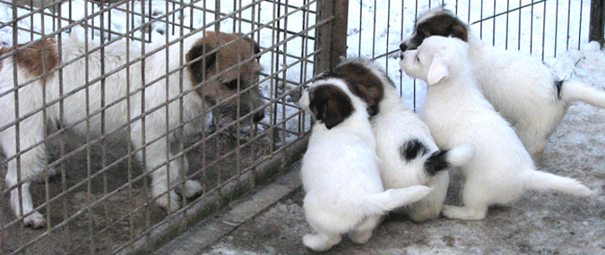 Puppies of Jack Russell Terrier