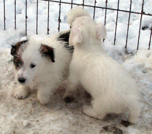 Puppies of Jack Russell Terrier