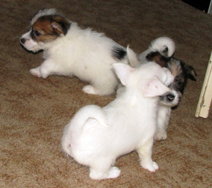 Puppies of Jack Russell Terrier